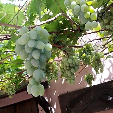 Belli Il Sole